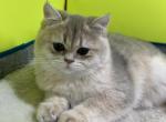 Simba - British Shorthair Cat For Sale - Englewood&comma; CO&comma; US