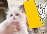 Coco - Ragdoll Cat For Sale - Huntington Beach&comma; CA&comma; US