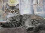 BABOCHKA IZ TVERSKOGO KNYAZHESTVA - Siberian Cat For Sale - NY&comma; US