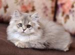 Jadi - British Shorthair Cat For Sale - Miami&comma; FL&comma; US