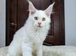 Prince - Maine Coon Cat For Sale - Miami&comma; FL&comma; US