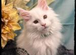 Corduroy and Porsche litter - Maine Coon Cat For Sale - Wisconsin Rapids&comma; WI&comma; US