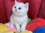 Bri Sam - British Shorthair Cat For Sale - New York&comma; NY&comma; US