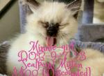 Minnie girl - Ragdoll Cat For Sale - Mount Joy&comma; PA&comma; US