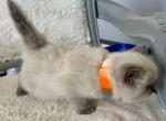 Lindsay - Ragdoll Cat For Sale - Mount Joy&comma; PA&comma; US