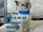 Leo - Ragdoll Cat For Sale - Mount Joy&comma; PA&comma; US