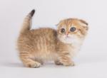 Sumrak - Munchkin Cat For Sale - Hollywood&comma; FL&comma; US