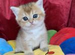Bri Kat - British Shorthair Cat For Sale - Brooklyn&comma; NY&comma; US