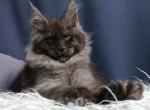 Nega - Maine Coon Cat For Sale - Hollywood&comma; FL&comma; US