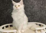 Lion Polydactyl - Maine Coon Cat For Sale - Hollywood&comma; FL&comma; US
