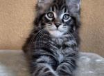 Maxim - Maine Coon Cat For Sale - Hollywood&comma; FL&comma; US