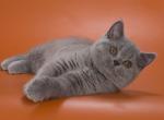 Pepsi - British Shorthair Cat For Sale - Hollywood&comma; FL&comma; US