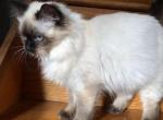 May kittens - Himalayan Cat For Sale - Vestal&comma; NY&comma; US