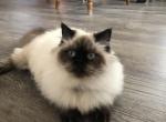 Yoshkas litter - Himalayan Cat For Sale - Vestal&comma; NY&comma; US