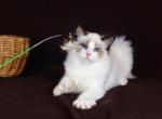 Viktoria - Ragdoll Cat For Sale - Miami&comma; FL&comma; US