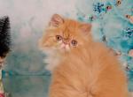 Matfey - Persian Cat For Sale - Hollywood&comma; FL&comma; US