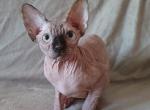 Aleyla - Sphynx Cat For Sale - Pembroke Pines&comma; FL&comma; US