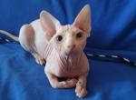 Anora - Sphynx Cat For Sale - Pembroke Pines&comma; FL&comma; US