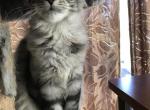 Reserved Freya European blood Maine Coon baby girl - Maine Coon Cat For Sale - Chipley&comma; FL&comma; US