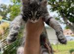 Tim - Maine Coon Cat For Sale - Hollywood&comma; FL&comma; US