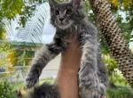 Milo - Maine Coon Cat For Sale - Hollywood&comma; FL&comma; US