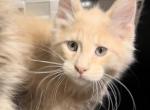 Nico - Maine Coon Cat For Sale - Hollywood&comma; FL&comma; US