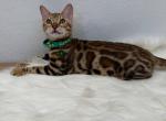 Fergi - Bengal Cat For Sale - Brighton&comma; CO&comma; US