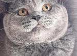 Tayson - British Shorthair Cat For Sale - Brooklyn&comma; NY&comma; US