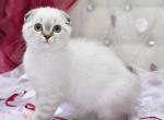 Chester - Scottish Fold Cat For Sale - Chicago&comma; IL&comma; US