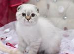 Chester - Scottish Fold Cat For Sale - Los Angeles&comma; CA&comma; US