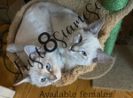 updated Photos Siamese Lynx Ready to Go - Siamese Cat For Sale - Bridgeport&comma; CT&comma; US