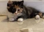 Lilly - Munchkin Cat For Sale - West Palm Beach&comma; FL&comma; US