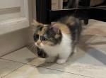Lucy - Munchkin Cat For Sale - West Palm Beach&comma; FL&comma; US