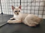 Litter Foxtrot - Manx Cat For Sale - NY&comma; US
