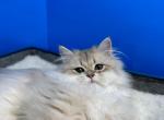 Suren - British Shorthair Cat For Sale - Englewood&comma; CO&comma; US