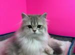 Surena - British Shorthair Cat For Sale - Englewood&comma; CO&comma; US