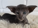 Mily - Oriental Cat For Sale - Miami&comma; FL&comma; US
