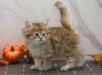 Inara of Romanov Dynasty - Siberian Cat For Sale - Ashburn&comma; VA&comma; US