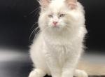 Lorens - Ragdoll Cat For Sale - Miami&comma; FL&comma; US