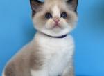 Zidan - Ragdoll Cat For Sale - Miami&comma; FL&comma; US