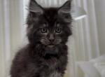Ronald - Maine Coon Cat For Sale - Miami&comma; FL&comma; US
