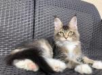Hummer - Maine Coon Cat For Sale - Miami&comma; FL&comma; US
