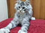 Paradise - Maine Coon Cat For Sale - Miami&comma; FL&comma; US