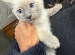 Blues - Siamese Cat For Sale - Hampden&comma; MA&comma; US