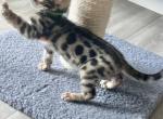 Freya - Bengal Cat For Sale - Marietta&comma; OH&comma; US