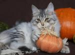 BERENDEY IZ TVERSKOGO KNYAZHESTVA - Siberian Cat For Sale - NY&comma; US
