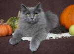 ZORYAN IZ TVERSKOGO KNYAZHESTVA - Siberian Cat For Sale - NY&comma; US