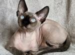 July - Sphynx Cat For Sale - Pembroke Pines&comma; FL&comma; US