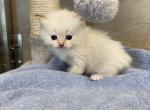 Dallas - Ragdoll Cat For Sale - Freeburg&comma; PA&comma; US
