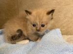 Chester - Ragdoll Cat For Sale - Freeburg&comma; PA&comma; US
